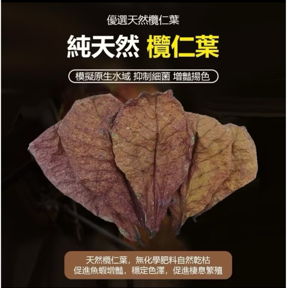 大葉欖仁葉20g，買5送1共120g