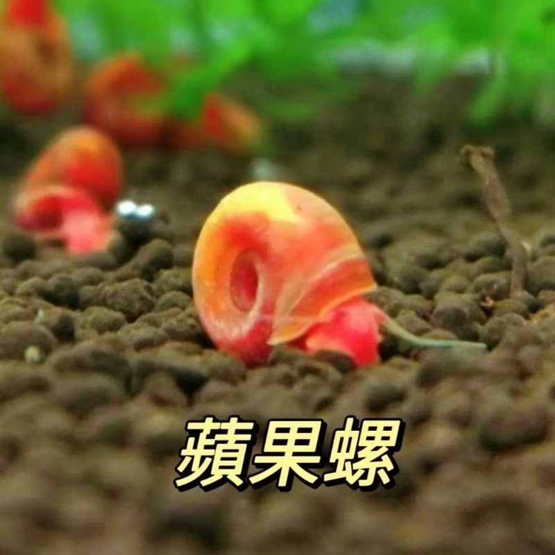 🍎好評回歸 健康紅 蘋果螺 乾淨無寄生蟲 清缸 除藻 清道夫 濁水 除油沫 烏龜 螯蝦 飼料 螺 闖缸螺 水族 清潔-規格圖2