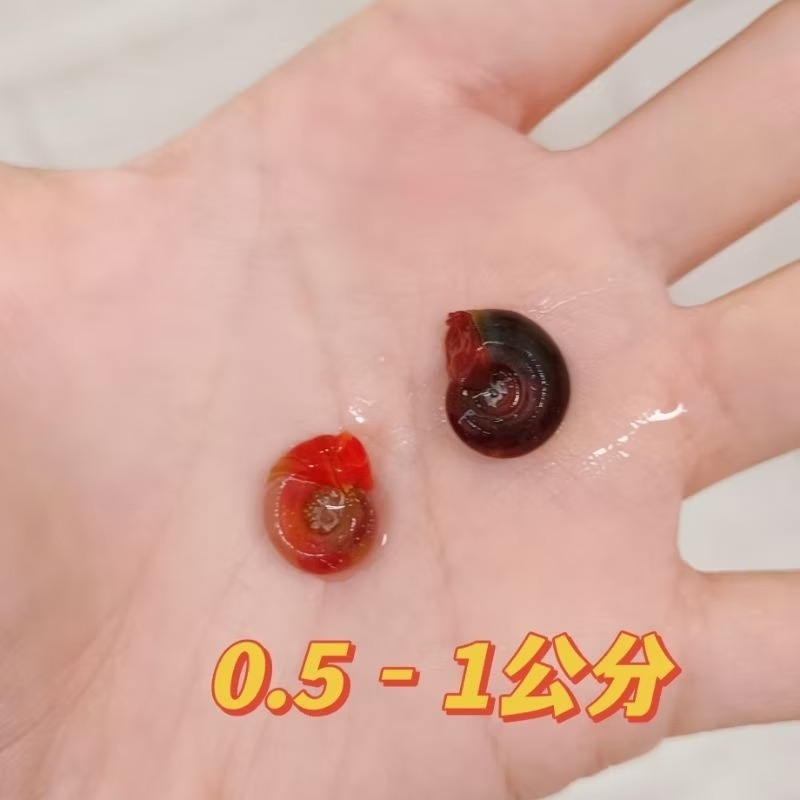 🍎好評回歸 健康紅 蘋果螺 乾淨無寄生蟲 清缸 除藻 清道夫 濁水 除油沫 烏龜 螯蝦 飼料 螺 闖缸螺 水族 清潔-規格圖2