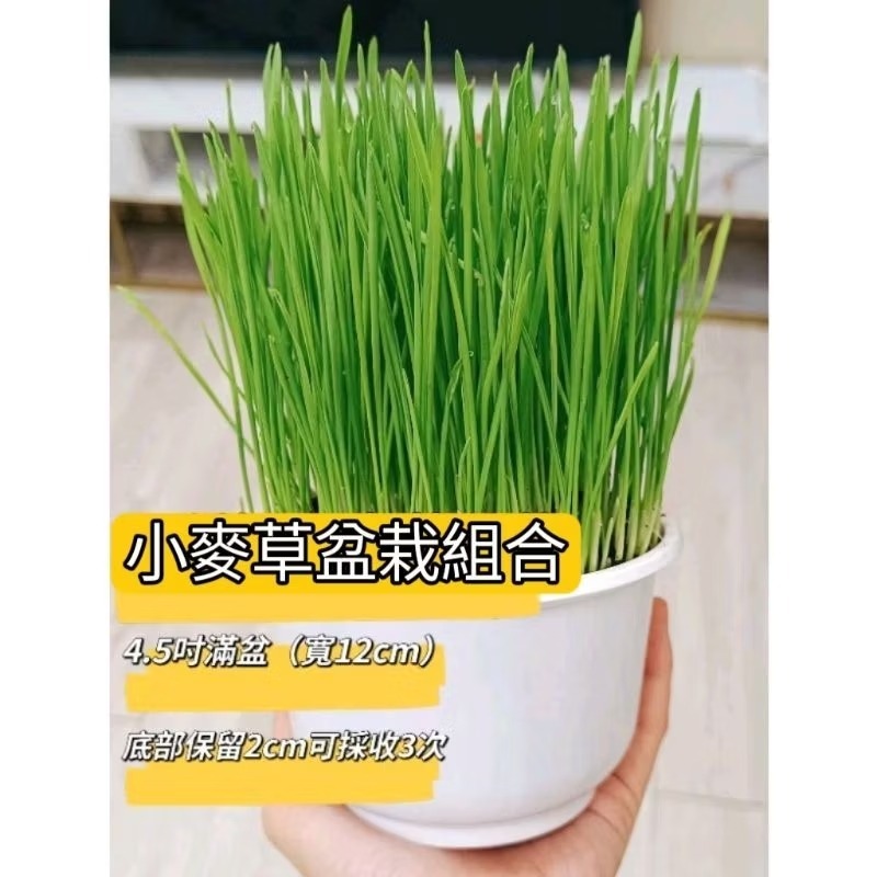 優質 小麥草種子 新鮮小麥草 小麥草盆栽 貓草 陸龜 蜜袋鼯 點心 鸚鵡 貓草 小麥草 貓毛 寵物 腸道 健康 青料-細節圖2