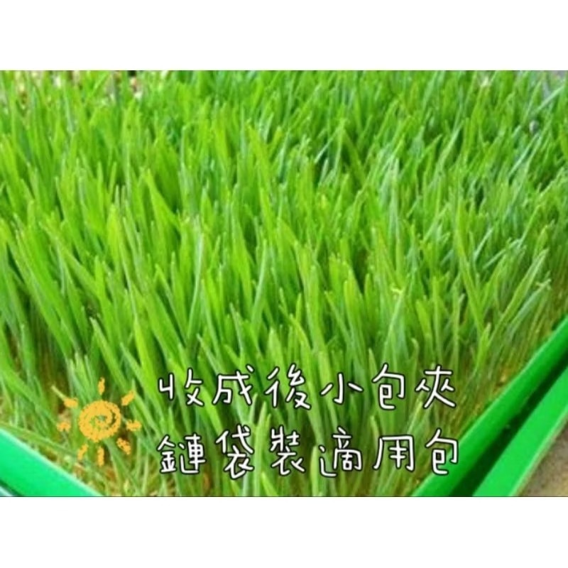 優質 小麥草種子 新鮮小麥草 小麥草盆栽 貓草 陸龜 蜜袋鼯 點心 鸚鵡 貓草 小麥草 貓毛 寵物 腸道 健康 青料-細節圖5