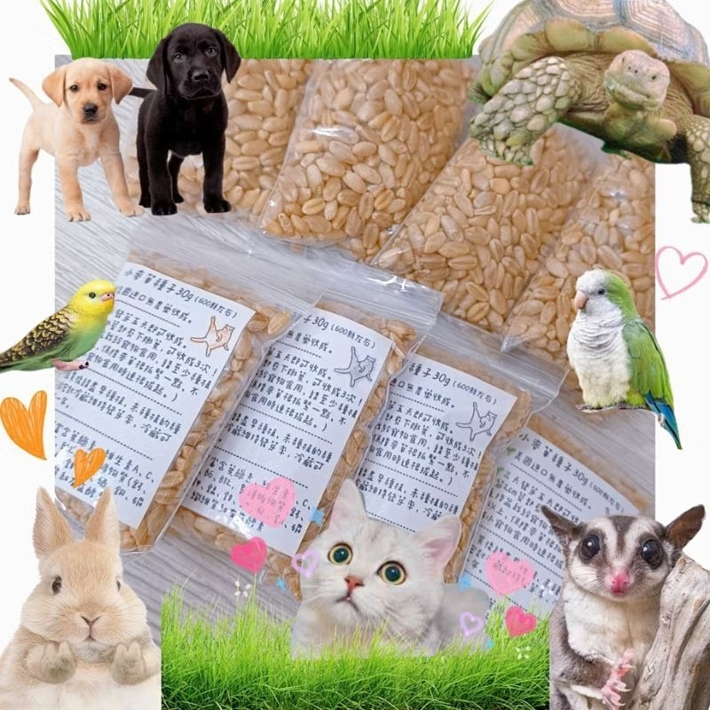 優質 小麥草種子 新鮮小麥草 小麥草盆栽 貓草 陸龜 蜜袋鼯 點心 鸚鵡 貓草 小麥草 貓毛 寵物 腸道 健康 青料-細節圖6