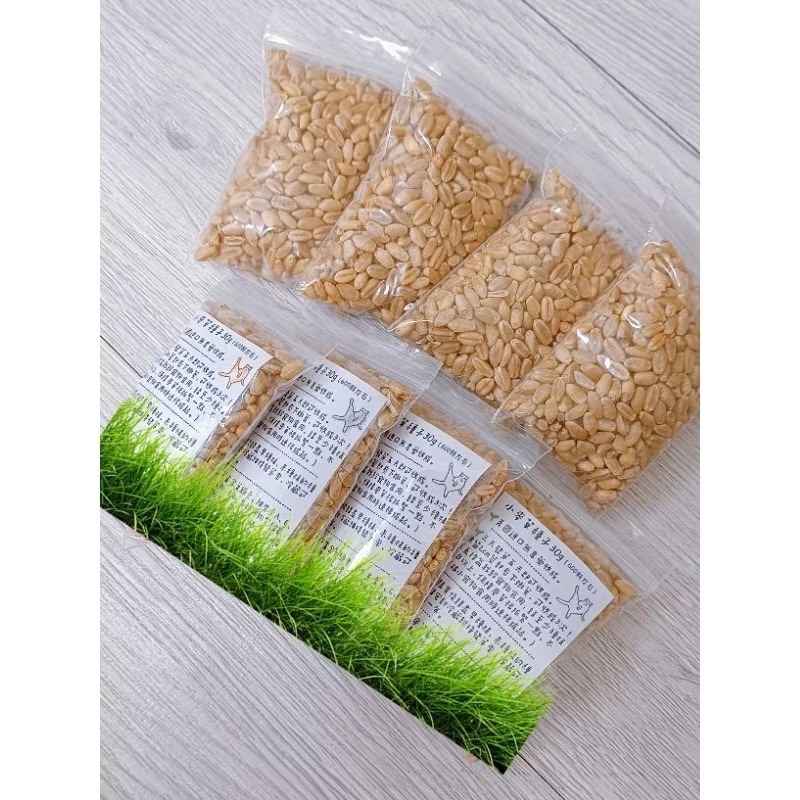 🌱小麥草種子30克1包