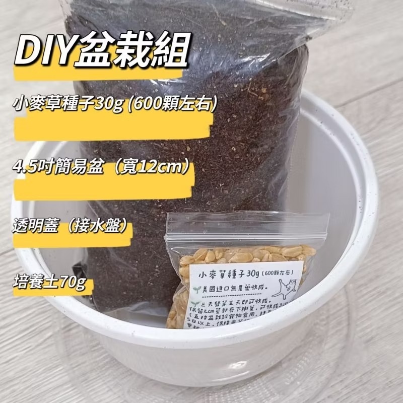 優質 小麥草種子 新鮮小麥草 小麥草盆栽 貓草 陸龜 蜜袋鼯 點心 鸚鵡 貓草 小麥草 貓毛 寵物 腸道 健康 青料-規格圖6