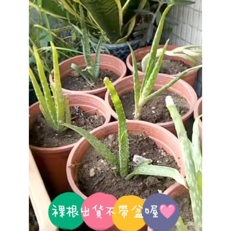快速出貨 蘆薈 蘆薈苗 蘆薈幼苗 蘆薈盆栽 天然 蘆薈凝膠-規格圖3