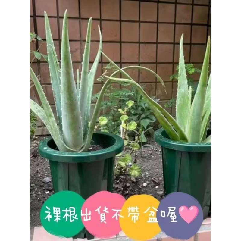 快速出貨 蘆薈 蘆薈苗 蘆薈幼苗 蘆薈盆栽 天然 蘆薈凝膠-規格圖3