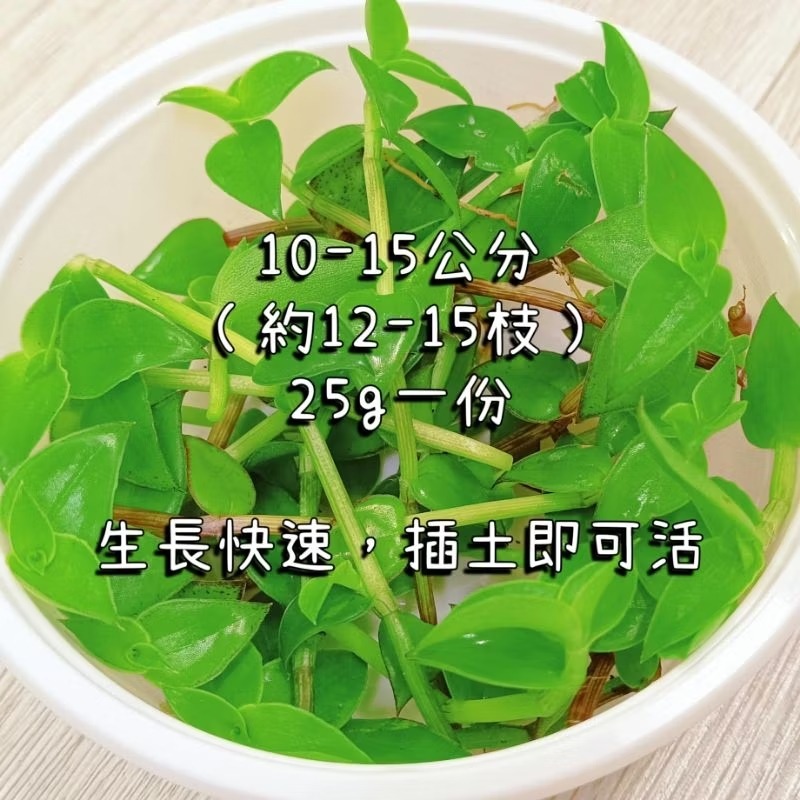 翠玲瓏 大葉鋪葉錦竹草 蟋蟀草 ✅一盒12-15枝 葉大 自家種植無農藥 插土即可活生長快速 蟋蟀 陸龜 爬蟲 最愛點心-細節圖2