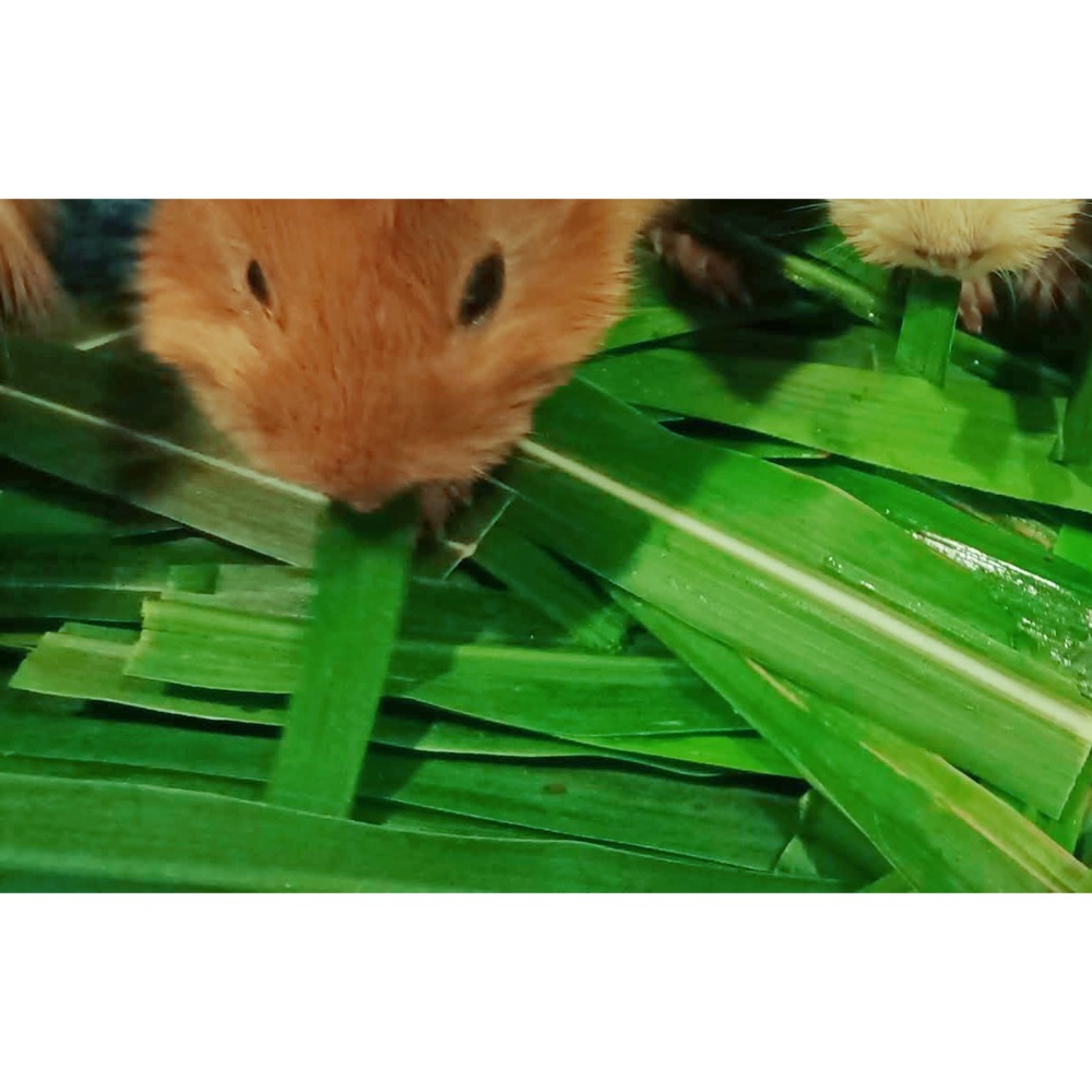 24H當天 快速出貨 現採狼尾草 寵物 牧草 保證鮮脆 自種無農藥草食性動物 天竺鼠 兔子 龍貓 倉鼠 陸龜 螳螂 孕兔-細節圖3