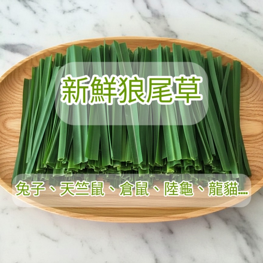 24H當天 快速出貨 現採狼尾草 寵物 牧草 保證鮮脆 自種無農藥草食性動物 天竺鼠 兔子 龍貓 倉鼠 陸龜 螳螂 孕兔-細節圖4