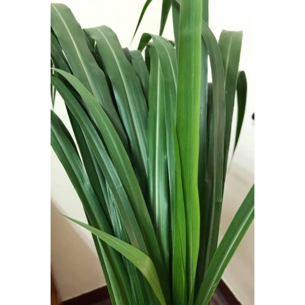 50克現採脆嫩狼尾草，葉子（農場牧草）