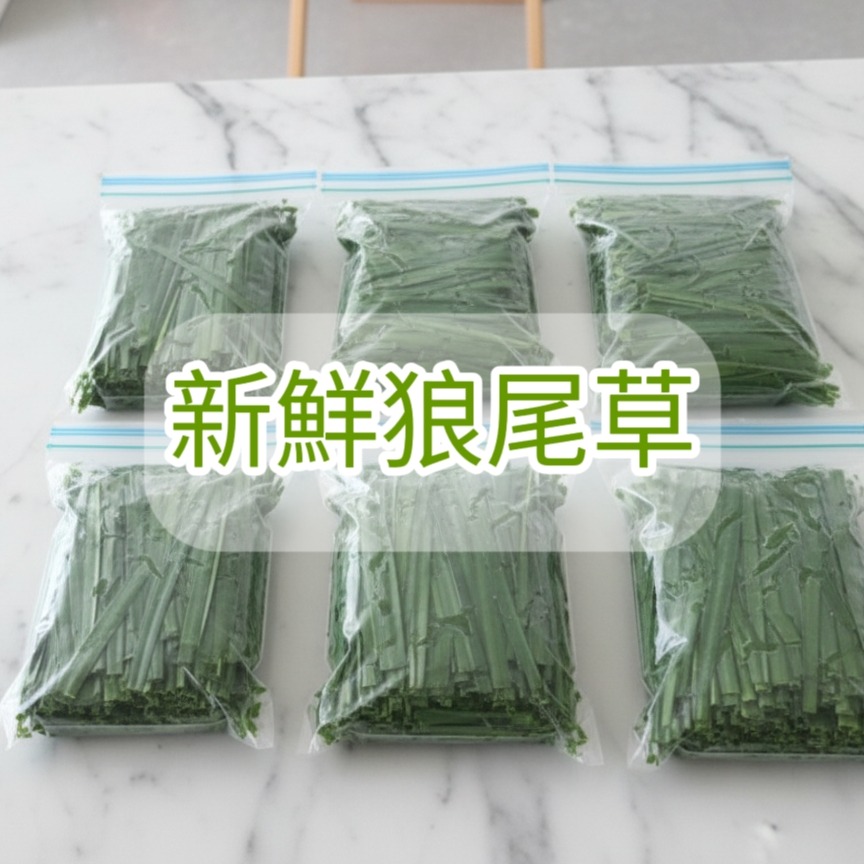 24H當天 快速出貨 現採狼尾草 寵物 牧草 保證鮮脆 自種無農藥草食性動物 天竺鼠 兔子 龍貓 倉鼠 陸龜 螳螂 孕兔-規格圖4