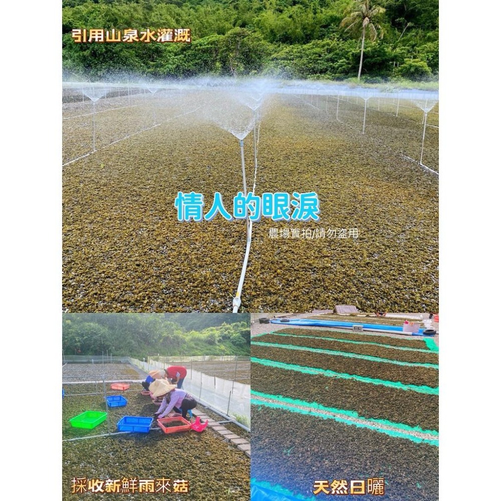 滿州鄉乾燥雨來菇 幫助補給營養 30g 料理食材 928福利社-細節圖6