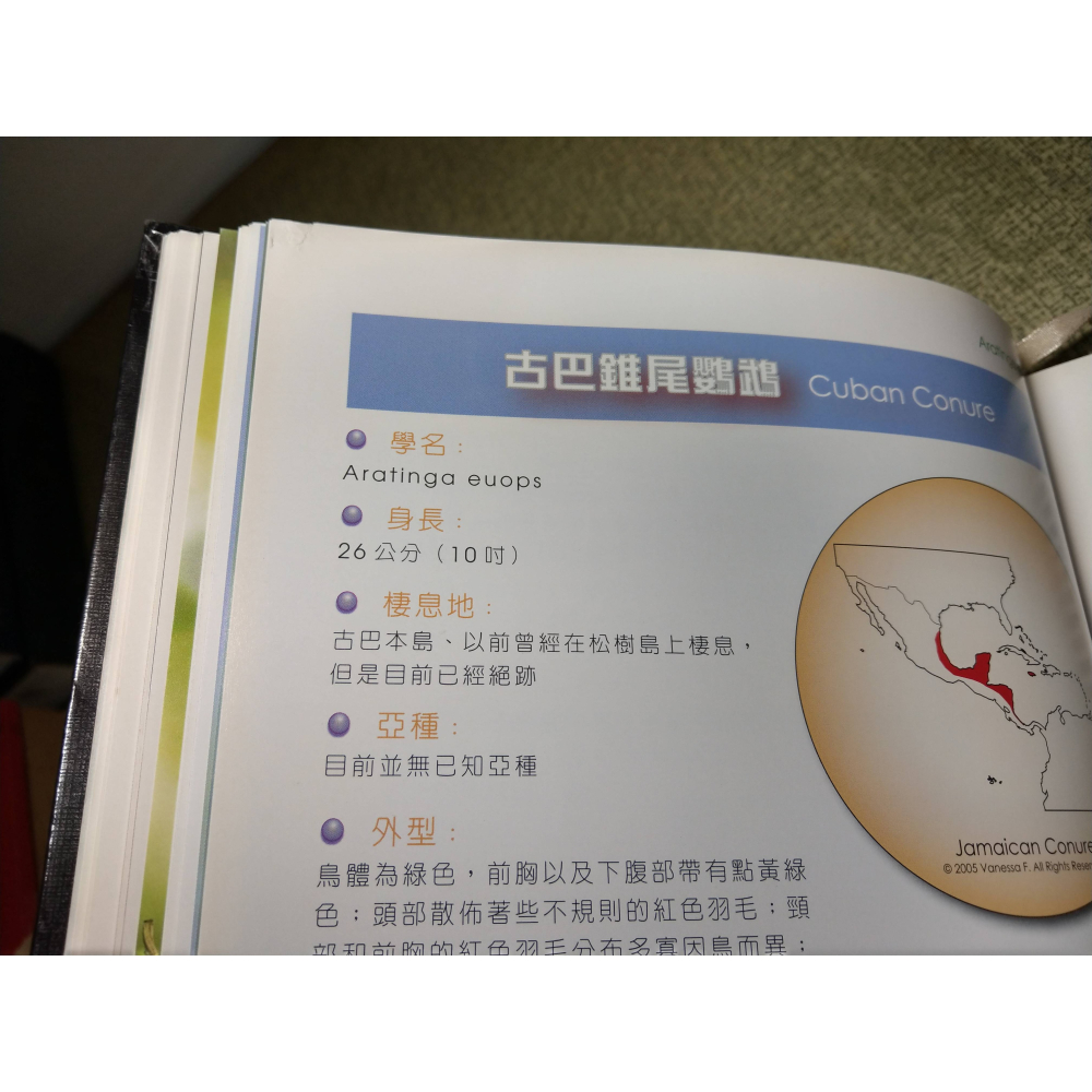 錐尾鸚鵡(書皮多 磨破損、碰撞凹痕)│Vanessa F.│卡布里│鸚鵡百科叢書02、2、鸚鵡、書、二手書│六成新-細節圖8