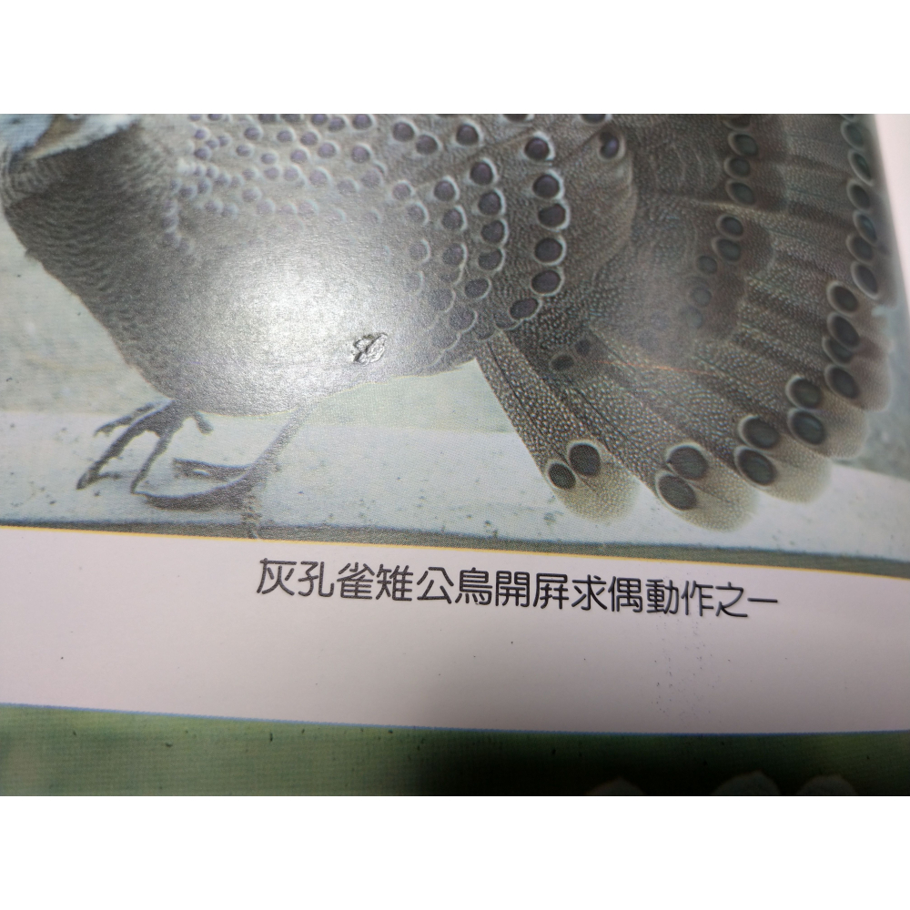 臺灣常見鶉雞類圖鑑│臺灣省立鳳凰谷鳥園│台灣常見鶉雞類圖鑑、鳳凰谷、鳳凰谷鳥園、書、二手書│七成新-細節圖6