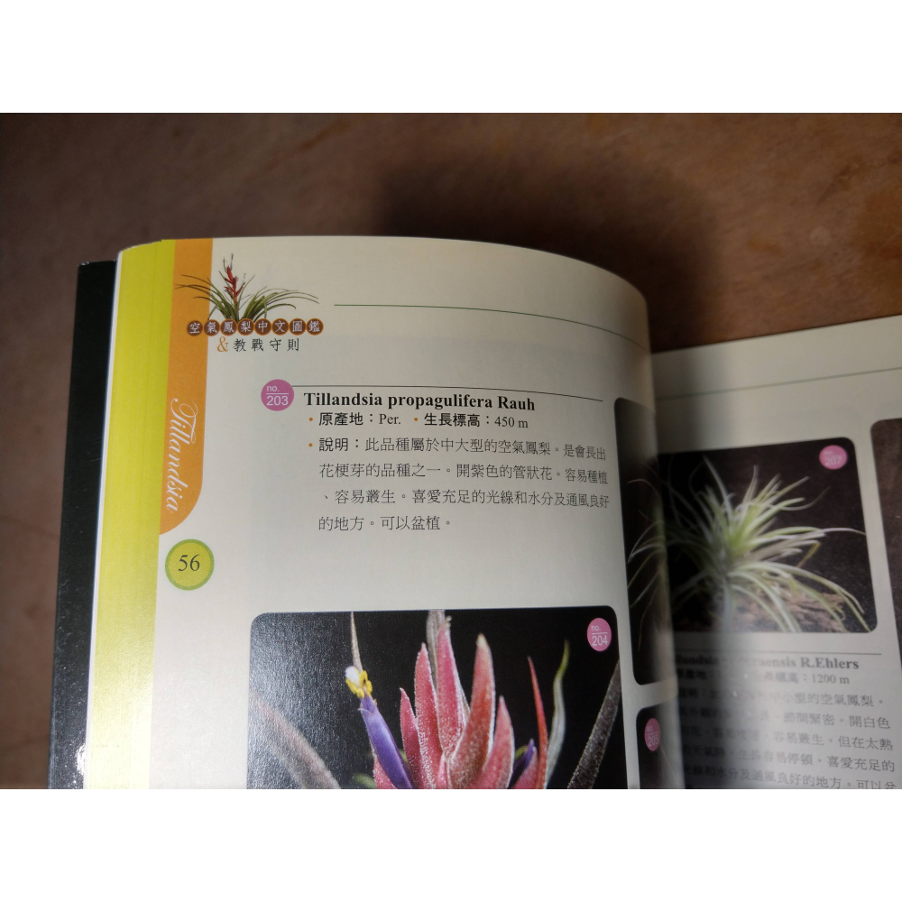 Tillandsia 空氣鳳梨中文圖鑑&教戰守則│祝椿貴│博客思│空氣鳳梨 中文圖鑑、書、二手書│七成新-細節圖7