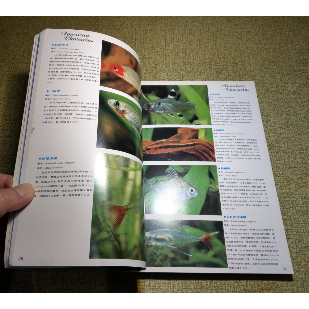 燈魚特輯(水痕)│AQUARIUM 觀賞魚大百科系列：全球燈魚品種鑑賞彩色珍藏版2│燈魚 特輯、書、二手書、雜誌│老書-細節圖7