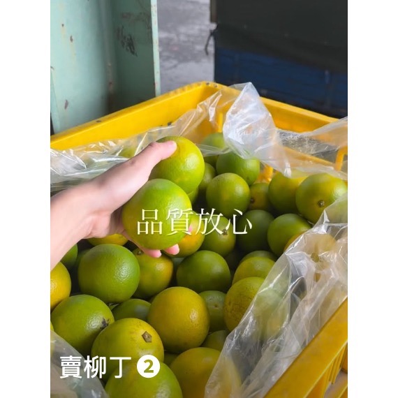 特選丁 8斤柳丁-細節圖3