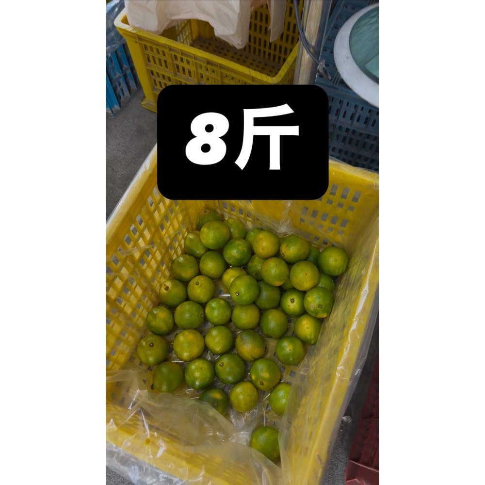 特選丁 8斤柳丁-細節圖6