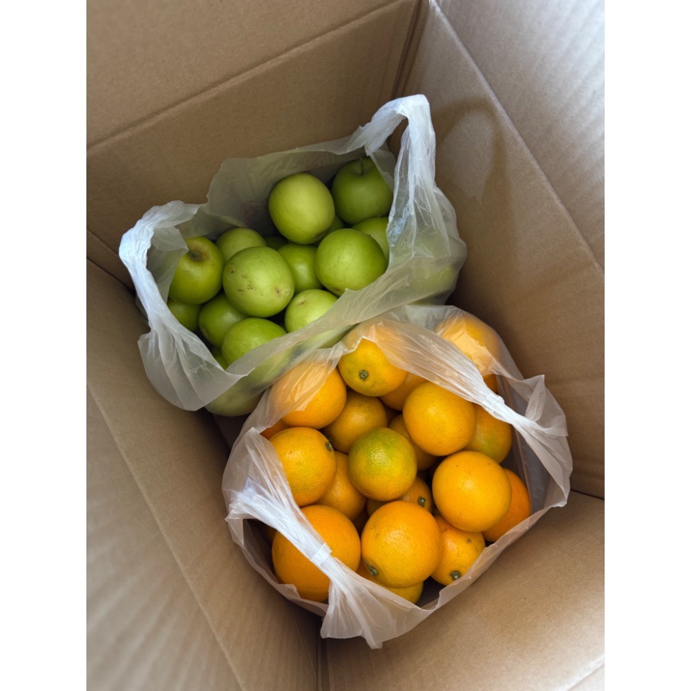 台農  珍蜜 棗子 11號-細節圖2