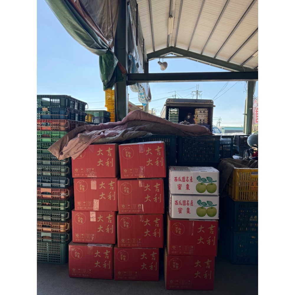 台農  珍蜜 棗子 11號-細節圖3