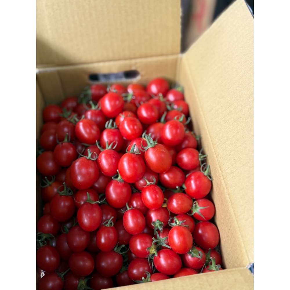 聖岱小蕃茄-細節圖2