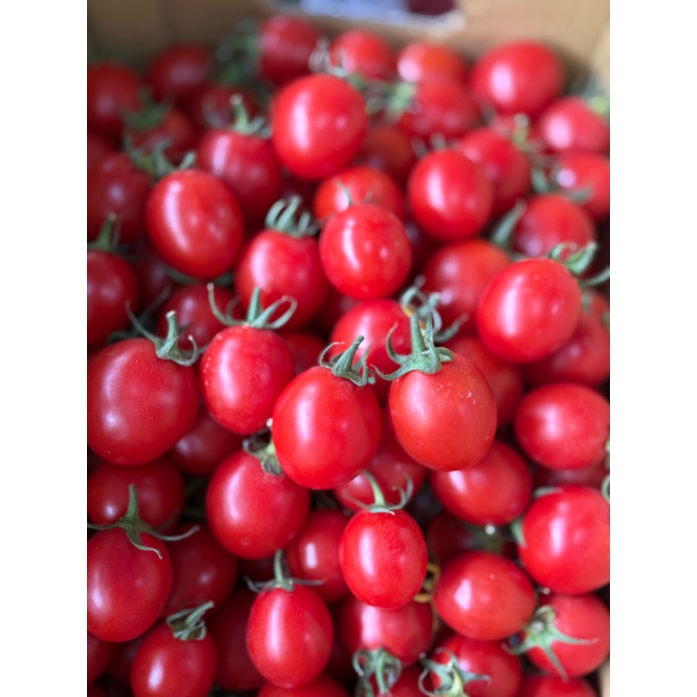 聖岱小蕃茄-細節圖3