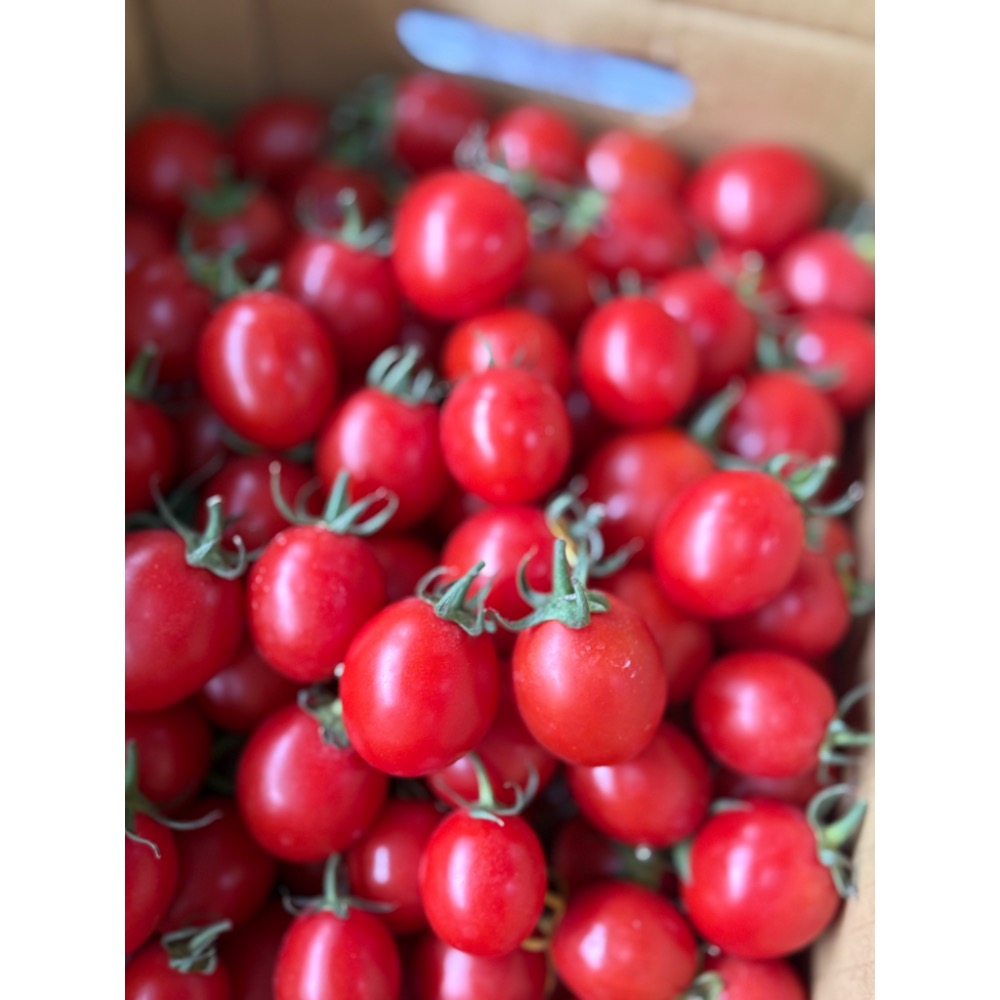 聖岱小蕃茄-細節圖4