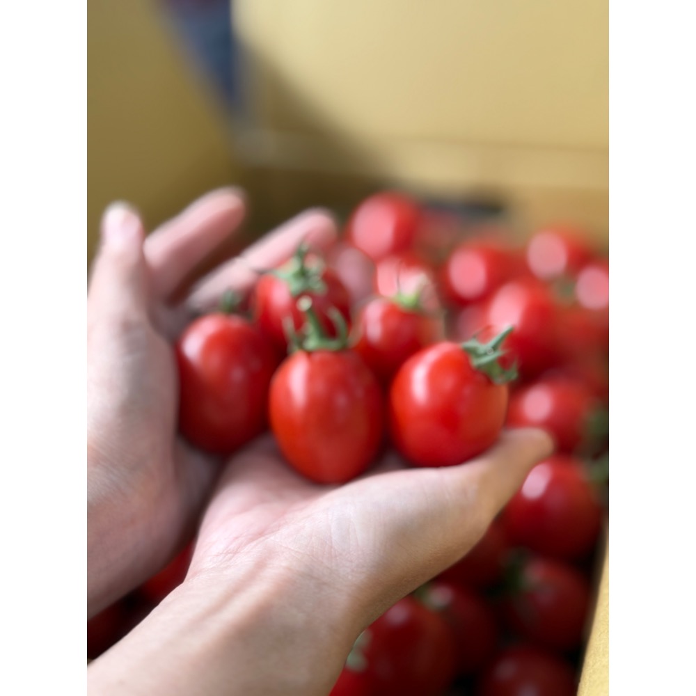 聖岱小蕃茄-細節圖6