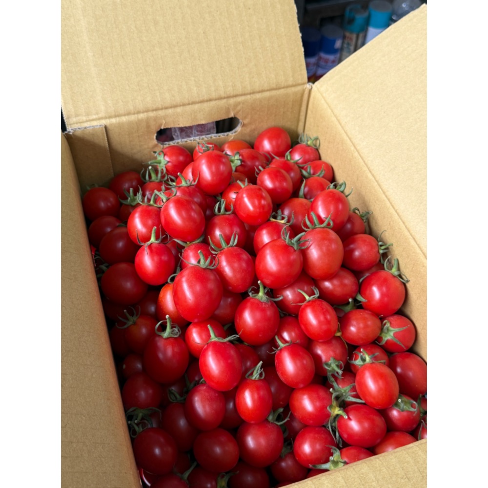 聖岱小蕃茄-細節圖8