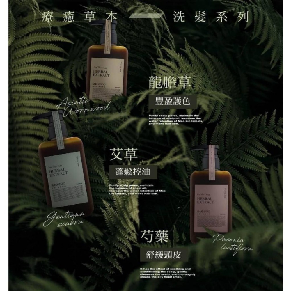現貨寄出卡氛 療癒系 草本洗髮精 300ml 細軟髮洗髮適用 艾草/龍膽草/芍藥 草本洗髮精 卡氛 KAFEN  洗髮精-細節圖3