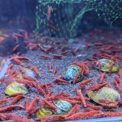 [小農水族工作室]極火蝦 烤漆蝦 紅蝦