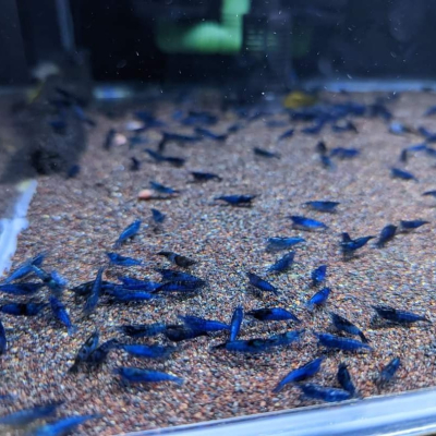 [小農水族工作室]夢幻藍絲絨 高級餌料蝦