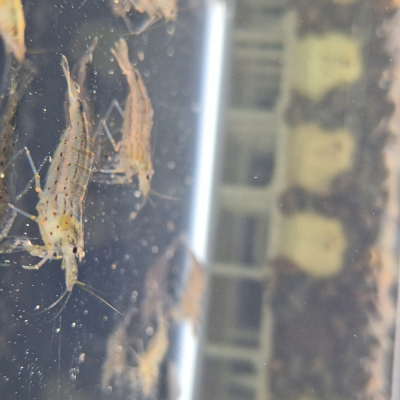 [小農水族工作室]大和藻蝦3公分上 高級餌料生物