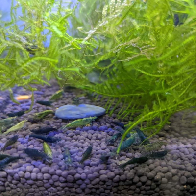 [小農水族工作室]綠翡翠蝦 綠鑽石蝦 高級餌料生物