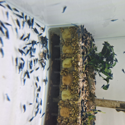 [小農水族工作室]小藍蝦 小夢幻藍絲絨 高級餌料生物