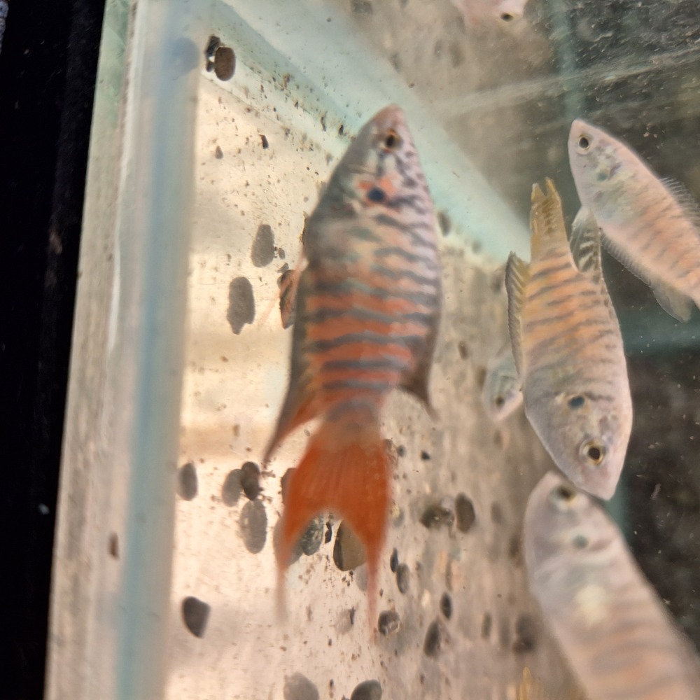 [小農水族工作室]蓋斑鬥魚 彩兔 高級餌料生物-細節圖2