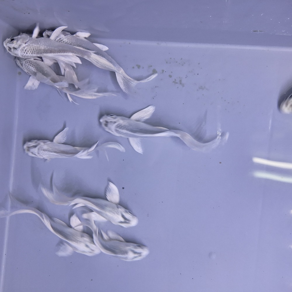 [小農水族工作室]純化白金蝴蝶龍鯉-細節圖2