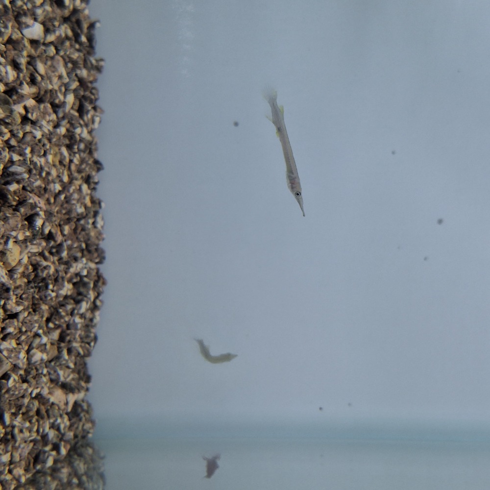 [小農水族工作室]水針（台灣原生種） 高級餌料生物-細節圖2