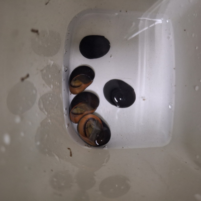 [小農水族工作室]黑金剛螺 吃青苔的高手