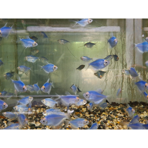 [小農水族工作室]藍磚魚專用飼料