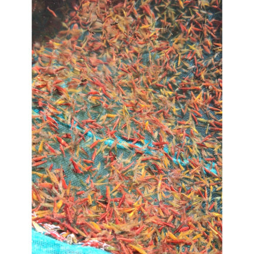 [小農水族工作室]綜合彩色蝦100隻
