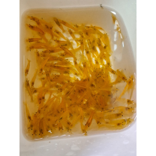 [小農水族工作室]黃金米蝦
