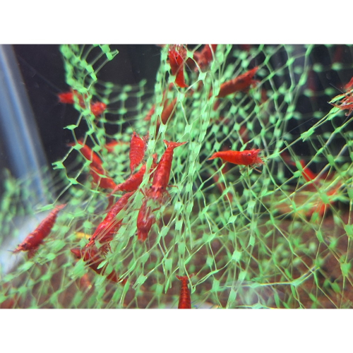 [小農水族工作室]小紅蝦100隻