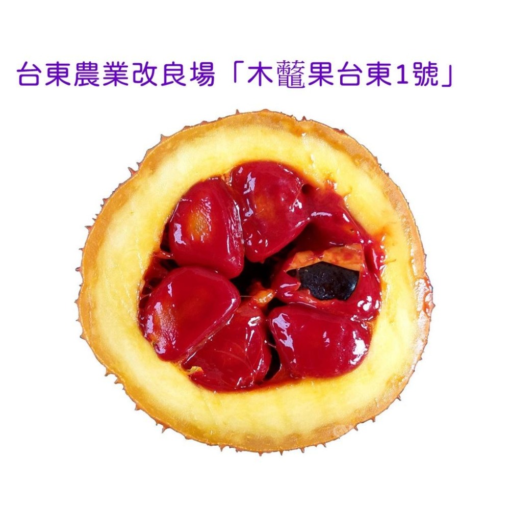 【田野仕】洛神木鱉果粉🥣  洛神花 火龍果 台灣在地台東一號木鱉果 無特殊香味 只有淡淡的果香 無添加糖 冷熱水-細節圖3