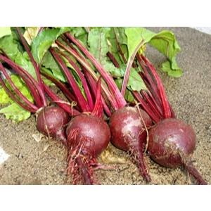 【田野仕】甜菜根粉 天然色料粉 補充鐵質 烘培原料 日常飲品添加 100%甜菜根製作 台灣生產 純素-細節圖2