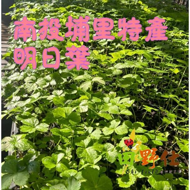 【田野仕】薑黃粉 明日葉粉 青木瓜粉 南投小農  純作物製作  無任何添加物 台灣在地生產-細節圖4