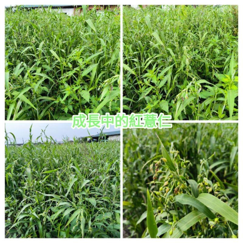 【田野仕】日曬有機紅薏仁 顆粒 剖半粒 南投草屯九九峰下 台灣在地40年悠久歷史產地 傳統日曬 中興大學有機認證-細節圖8