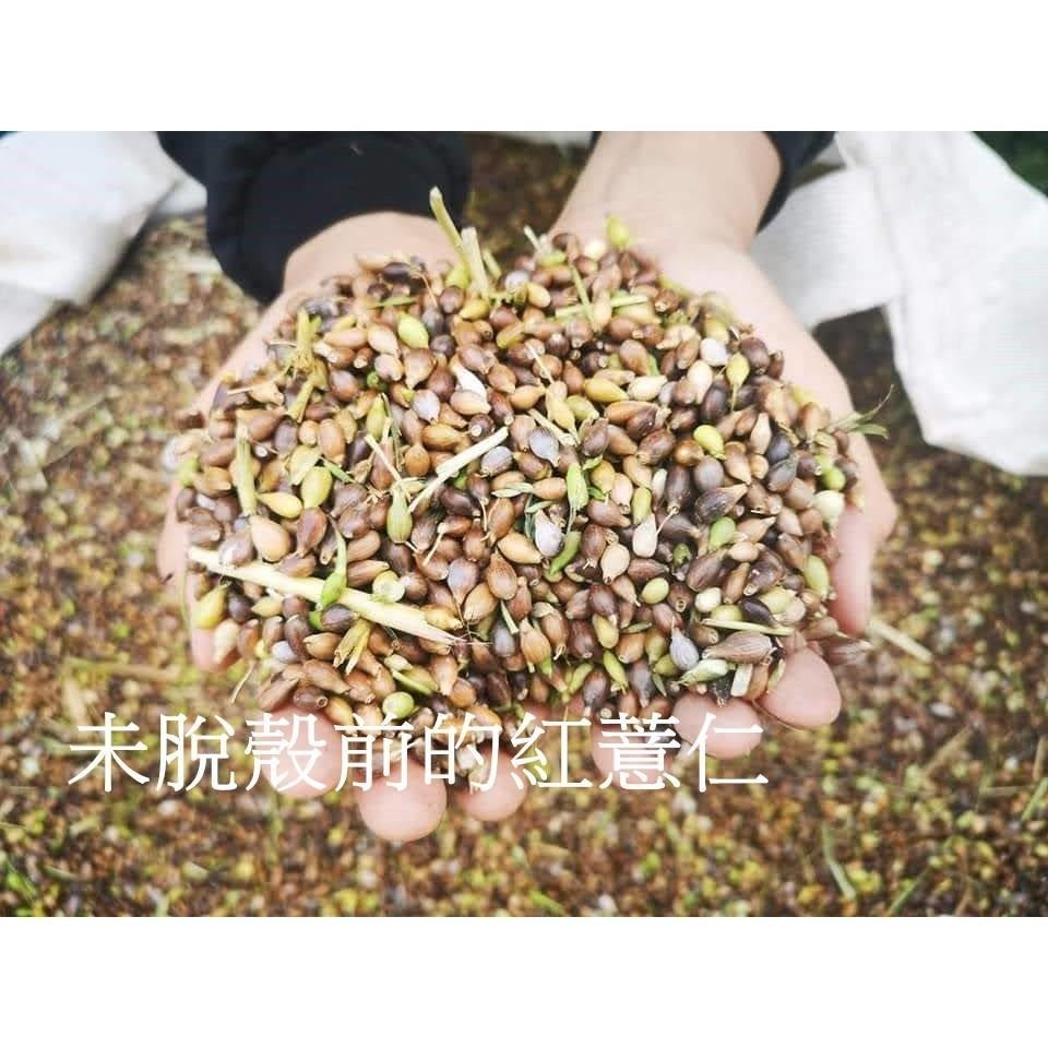 【田野仕】紅薏仁殼膜 園藝用品 可供實驗室用 寵物飼料 栽培土壤介質 豐富家裡的小花園 草屯-細節圖2