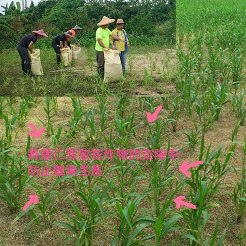 【田野仕】紅薏仁殼膜 園藝用品 可供實驗室用 寵物飼料 栽培土壤介質 豐富家裡的小花園 草屯-細節圖3