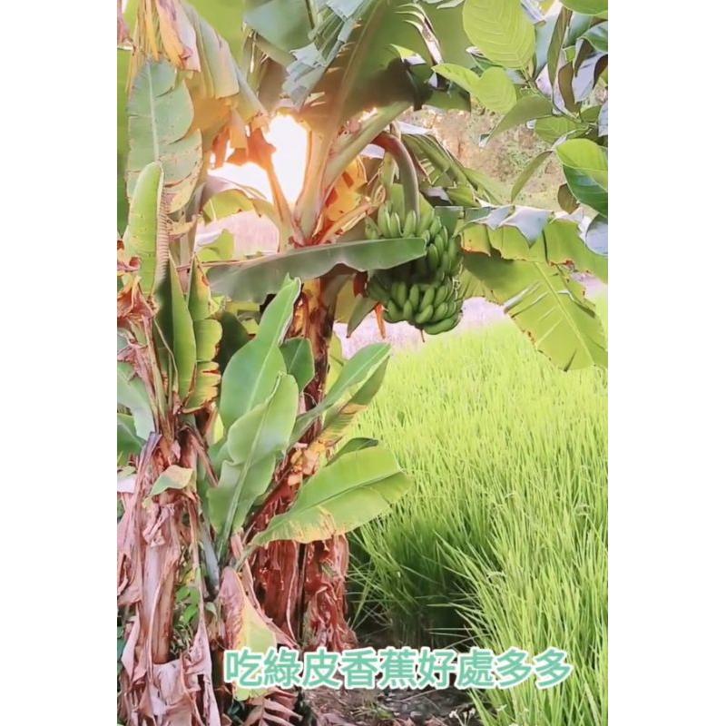 【田野仕】忘憂綠香蕉粉 Green banana 加入綠香蕉皮製作 即溶沖泡 無添加糖 無香料 無化學添加物-細節圖4
